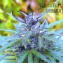 Blue Cheese feminised Monster Cannabis